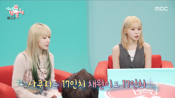 르세라핌 사쿠라X채원 "17인치" 개미 허리 인증→신기루 "난 드레스 천…
