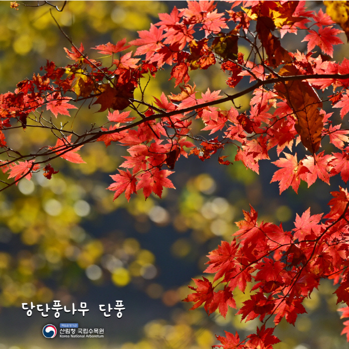 "당단풍나무 가지·잎 추출물에 식욕 억제 성분 풍부"