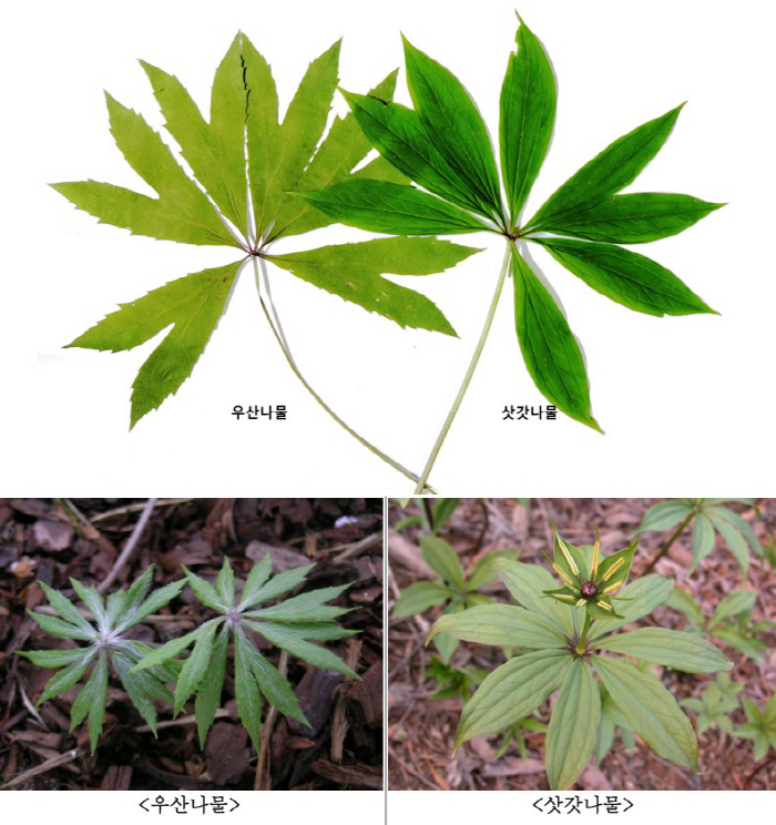봄철 맞아 산나물로 알고 독초 섭취 피해 ↑…구별법은?