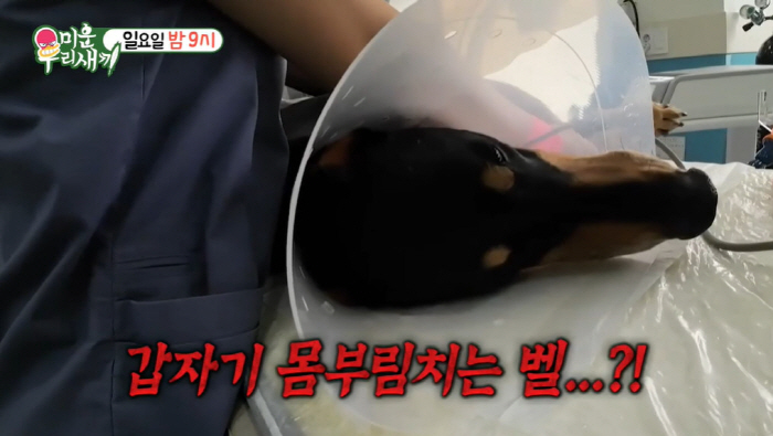 배정남, 12살 반려견 악성종양 발견..."수술 중 쇼크로 무지개 다리 건너기도" ('미우새')
