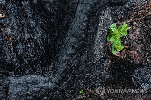 [내일날씨] '곡우'에 남부 봄비…낮 최고 15∼27도