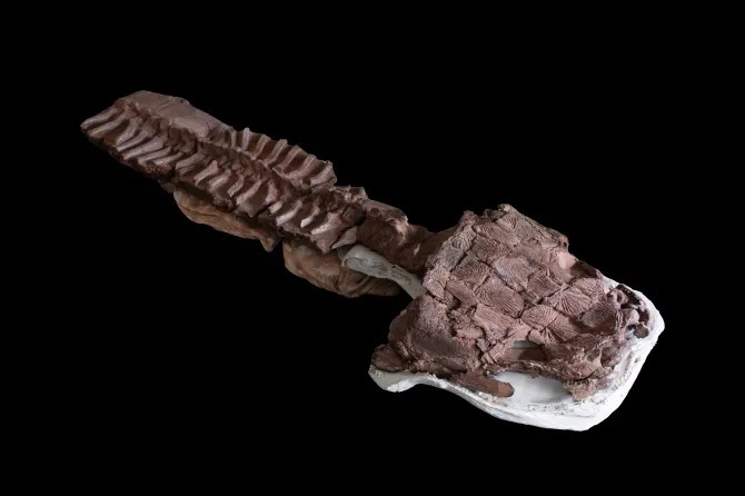 pre-dino top predator fossil excavation toilet-shaped head, similar to salamanders