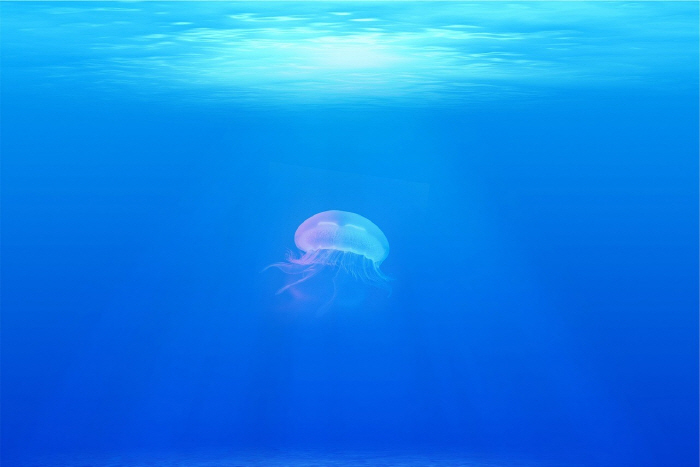 'A fine of 1.1 million won for urinating in the sea' Are the jellyfish cracking down?