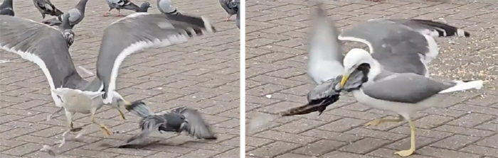 Seagulls eating pigeons'Looks like monsters'