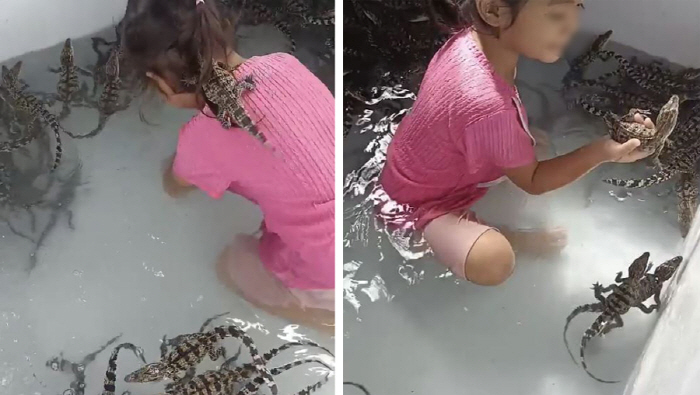 A 4 year old girl playing in the water with 200 crocodile cubs, is it okay?