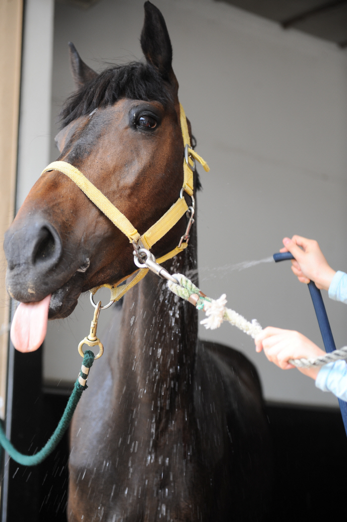 Horses' Summer Time, 'Horse Health Care in Summer' Introduction to Know-how