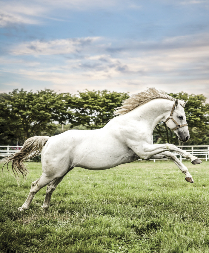  Korean Horse Association completes breeding support for 387 seed mares of private farms using the seed mares