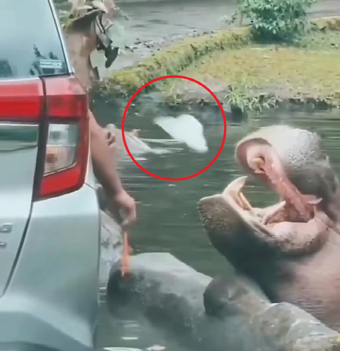 Tourists Throwing Plastic Bags in the Hippo's Mouth'Anger'Carrot Stabbing Deer with Carrot