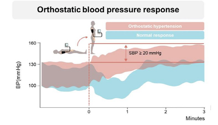 9% of elderly hypertensive patients have a high rate of orthostatic blood pressure fluctuating senescence