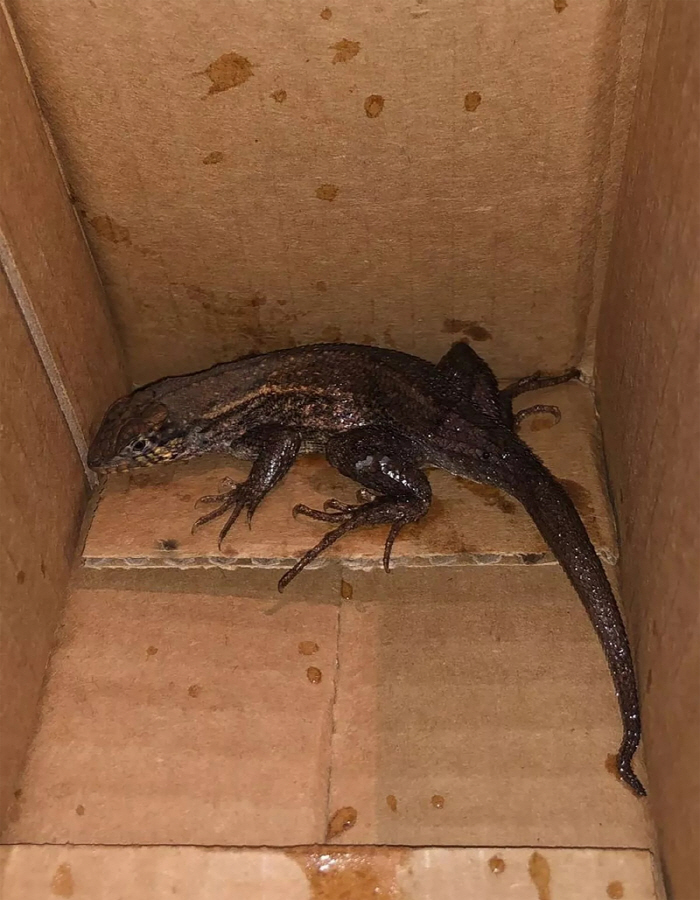 Lizards in Amazon Delivery Air Fryer Box'For Product Testing?'