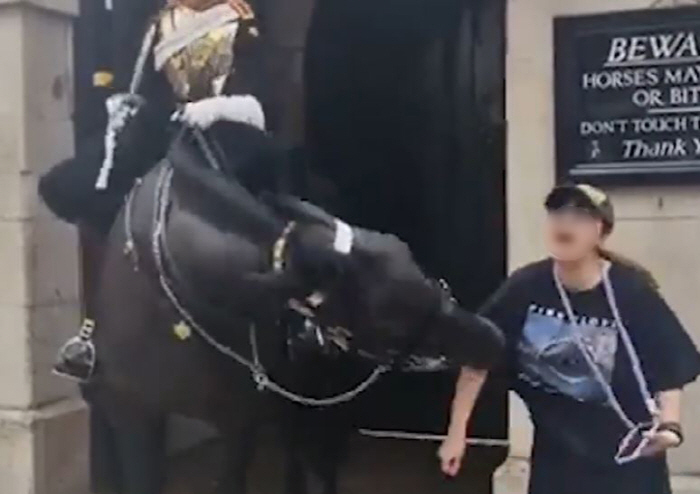 英 Guard Horse Fainted With Tourist's Arm Bite'Look at the Warning Words'