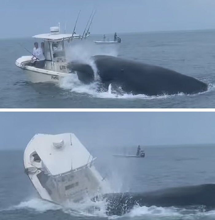 A fishing boat with a whale on board, the capsized crew bounces off to the sea