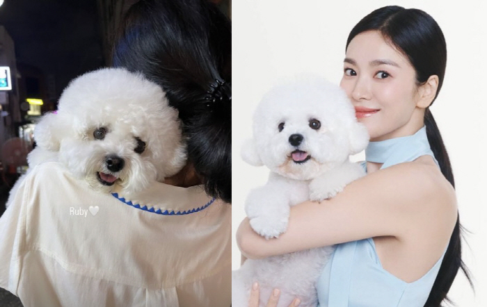 'You look exactly like your mom' Song Hye-kyo with her pet dog 'The happiest mom in the world''