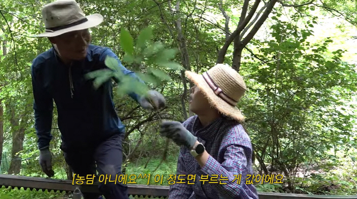 Han Hye-jin's mother and 女 dug up the 'best wild ginseng' in Hongcheon Mountain..'Calling the price' (Han Hye-jin) 