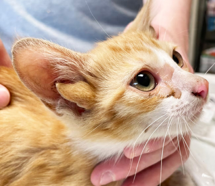 A kitten with four ears, named 'Audio''To hear more love'