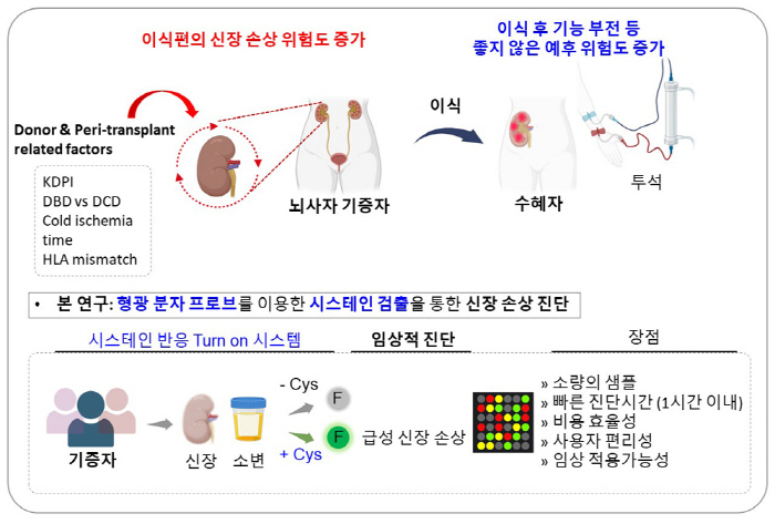 Development of a new diagnostic method to increase the success rate of brain-dead kidney transplants