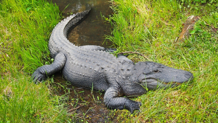 In front of his wife and son, he was eaten by a 40-year-old alligator