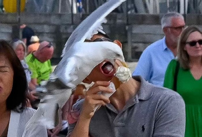 Seagull Stealing Ice Cream, Unexpected 'Life Shot'