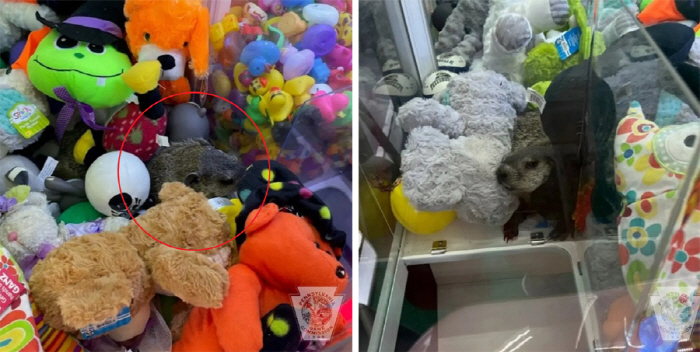 I saw something in the claw machine