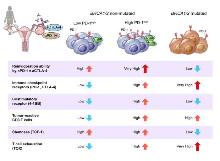 Suggesting the possibility of customized treatment for ovarian cancer patients without gene mutation