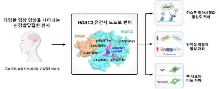 'HDAC3'Main cause of neurodevelopmental disorders for the first time in gene mutation