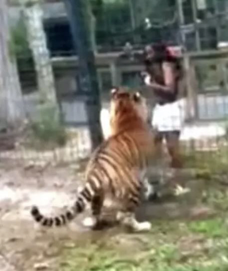 Are you going to take a picture of a woman who reached out her hand between barbed wire and made a tiger joke?