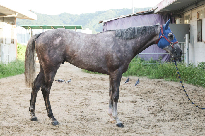  'Who is the super rookie to command Korean horse racing?' The two-year-old's strongest winner will be held on the 25th