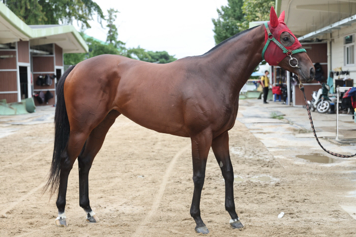  'Who is the super rookie to command Korean horse racing?' The two-year-old's strongest winner will be held on the 25th