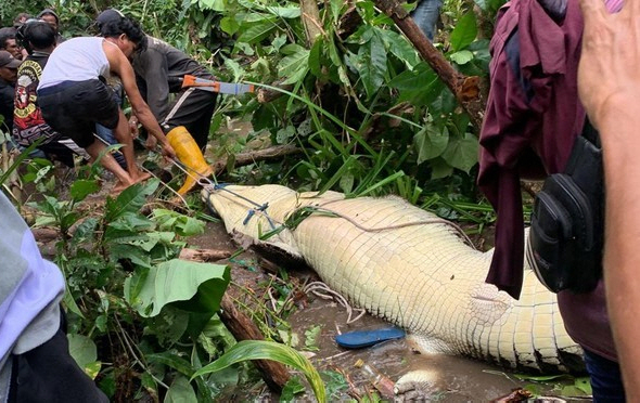 Woman bathing in river, eaten by crocodile, 'Shocking'