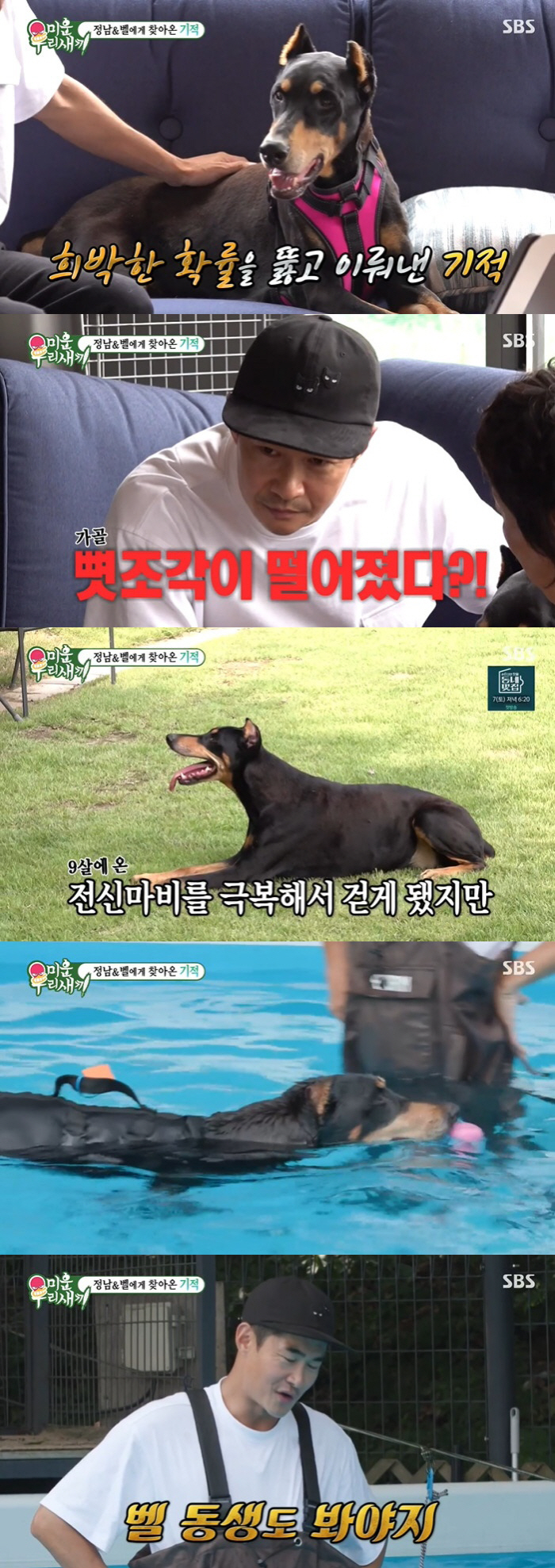 Bae Jeong-nam, 'Full Body Paralyzed' Miracle that came to the dog 'It's possible to walk alone'('My Little Old Boy')