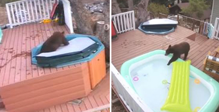 It's a perfect day to take a bath. Bear's relaxation in warm water