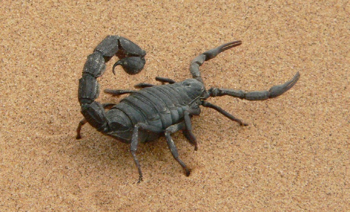 'After being bitten by a scorpion on an important part of the husband, the marital relationship is broken,' the lawsuit is filed