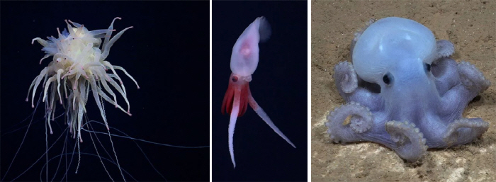 Discovered 20 New Marine Species and Found 'Dissolutions' Higher Than Mt. Baekdu