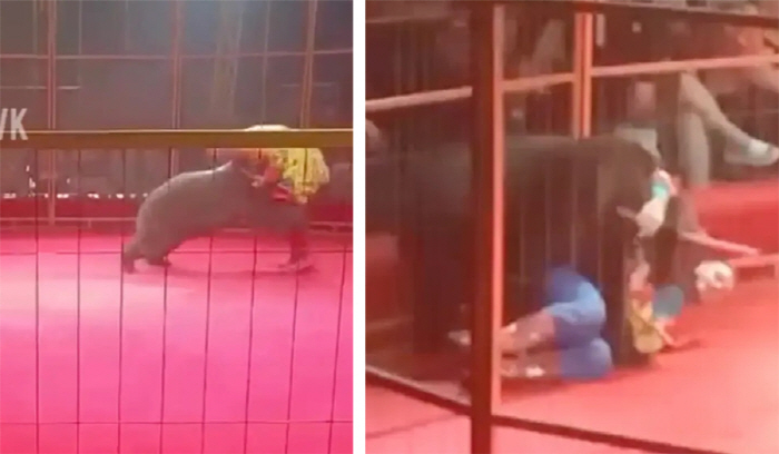 Circus Performance Bear Attacks Handlers with 220kg Weight