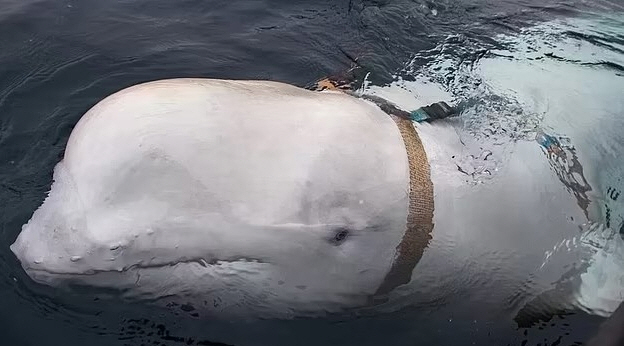 'Russian Spy' Suspected Beluga Whale Finds Gunshot wounds in body