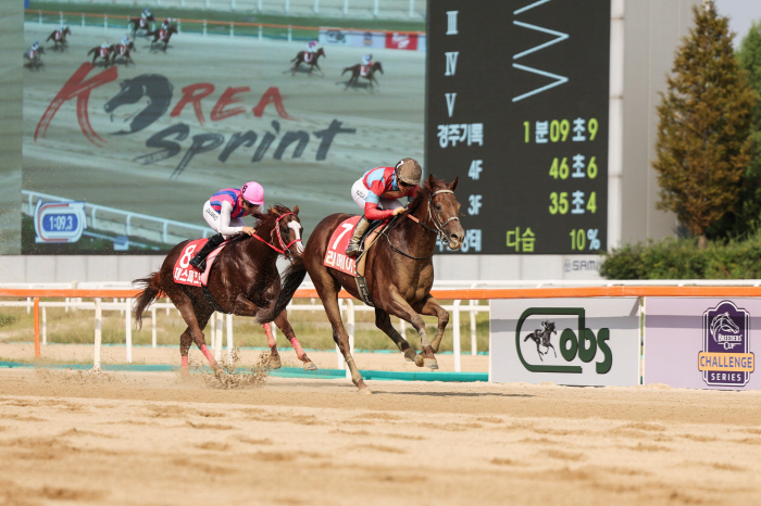  Japanese racehorses, Korea Cup & Korea Sprint have lost two consecutive games on the world stage. Korea Race Painful Growth Pain Continues to Make Global Steps