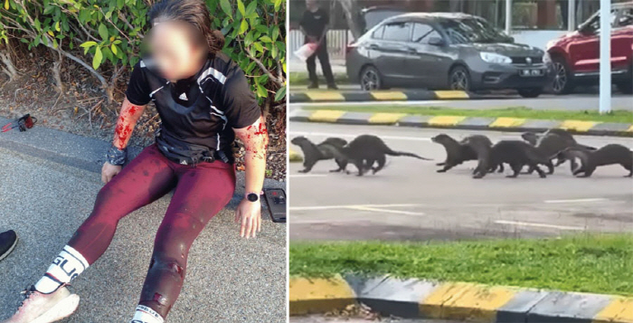 A swarm of otters was attacked in a downtown park, and a woman who was exercising was covered in blood