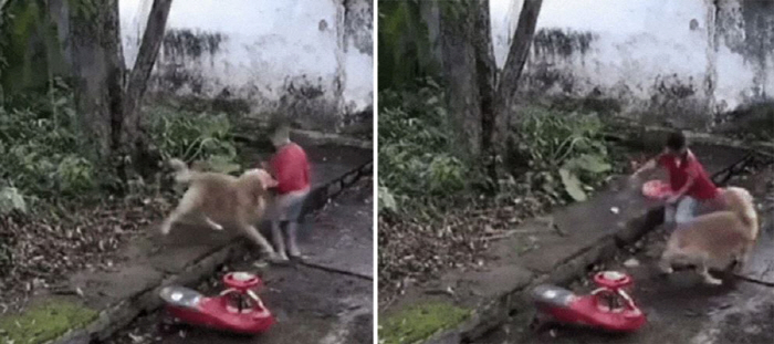 The boy's saved dog just before the tree branch fell'Spiritual animal'