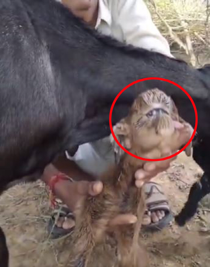 A goat with one eye and two eyes is born'Looks like an alien'