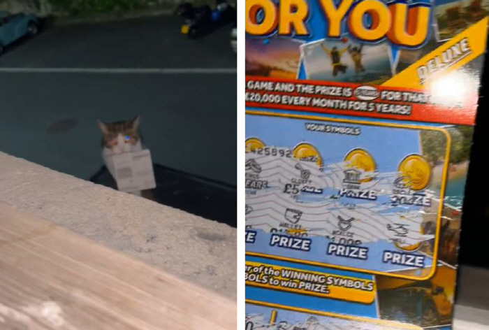 Lottery brought by a cat who went out for a walk. ''Oh, you won.''