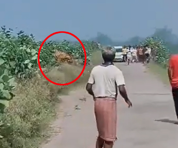 Man Urges in Field, Serious in Tiger Attack