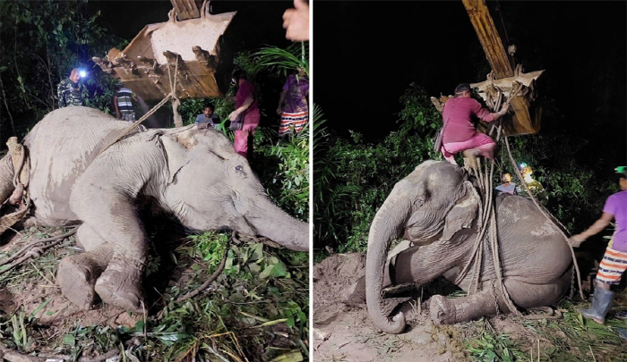 Weighing 3 tons 'Fat' Elephant mobilizes excavators but fails to rescue