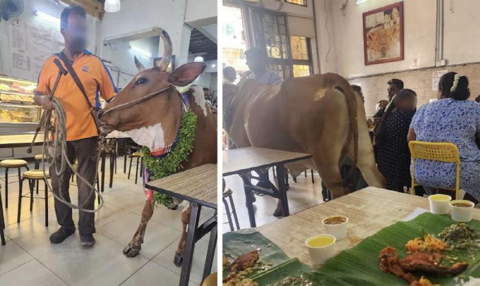 The cow entered the restaurant, coolly 'Doing business'Guests are 'Delicious'