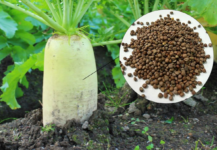 'Radish seeds 'Large bellies', effective in treating degenerative herniated disk'