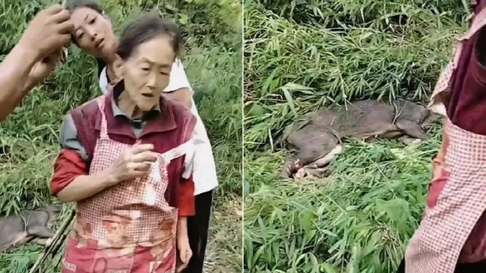 77-year-old grandmother catches wild boar after an hour of struggle'Strong female warrior'