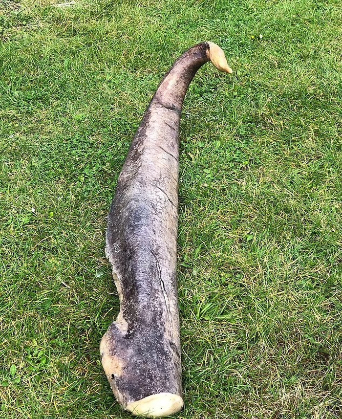 1.5m monster, I thought it was a sea snake, but whale 's penis'