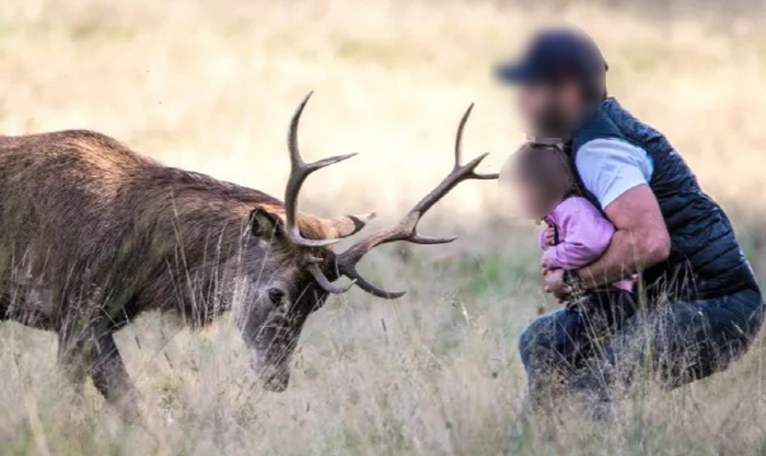 'Huge Horn' A man holding a child in front of a stag, is he out of his mind?