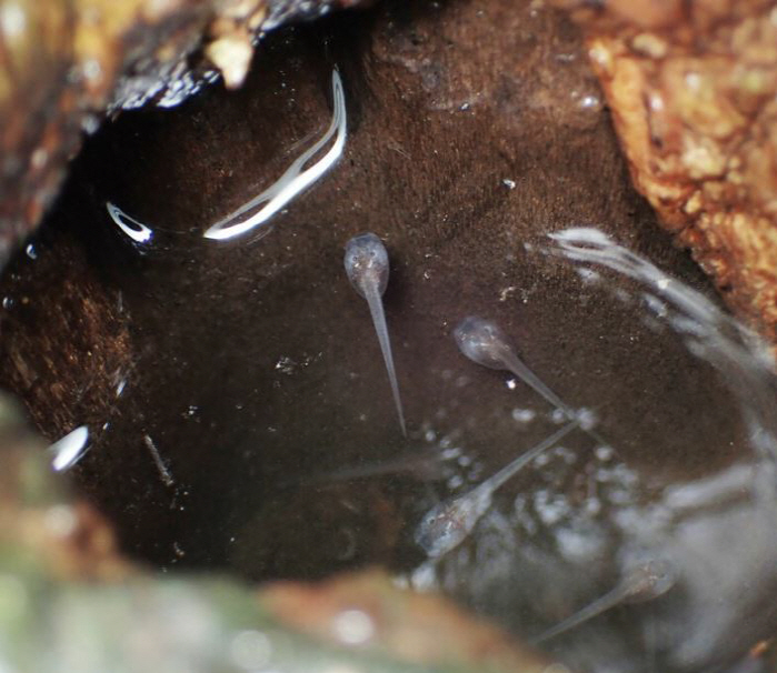 It's a tadpole frog that doesn't pack up