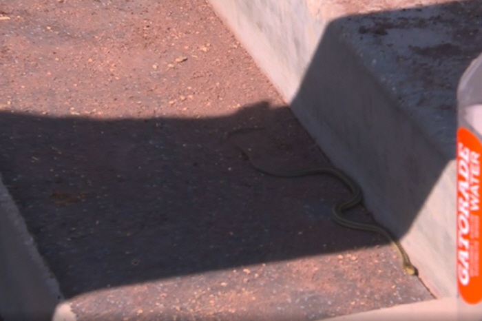 Snake Appears in Dodger Stadium's dugout, LAD Pitcher 'I've seen alligators before'