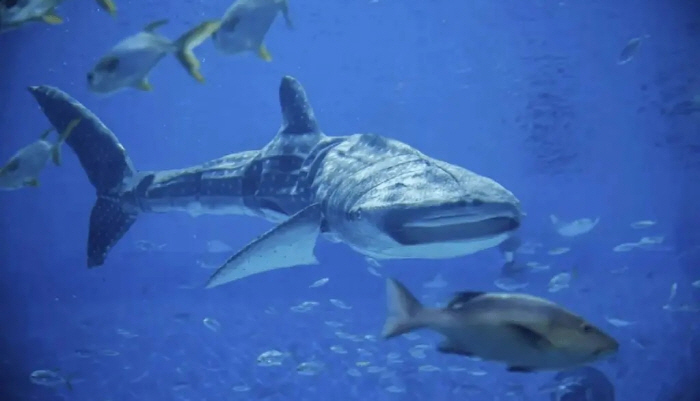 Whale sharks swimming in large aquariums, turns out to be robots?